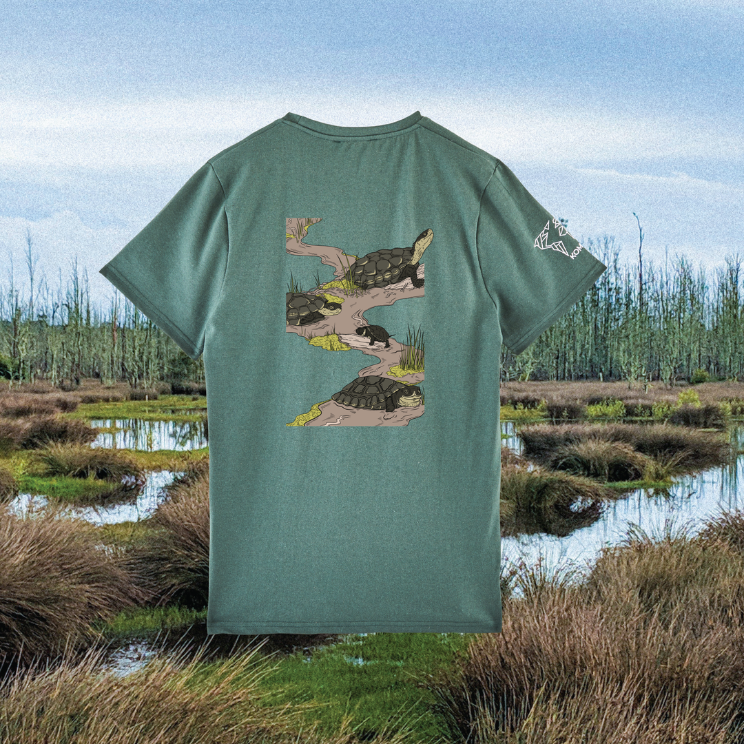 Parrot Fish • Wonders ✨ 