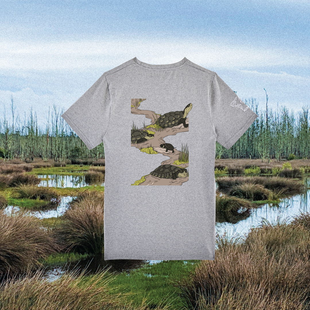 Parrot Fish • Wonders ✨ 